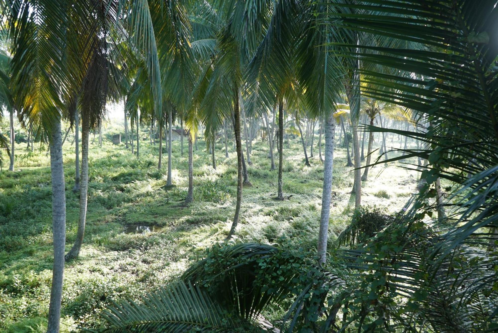 Red Coconut Villa Bentota Exterior photo