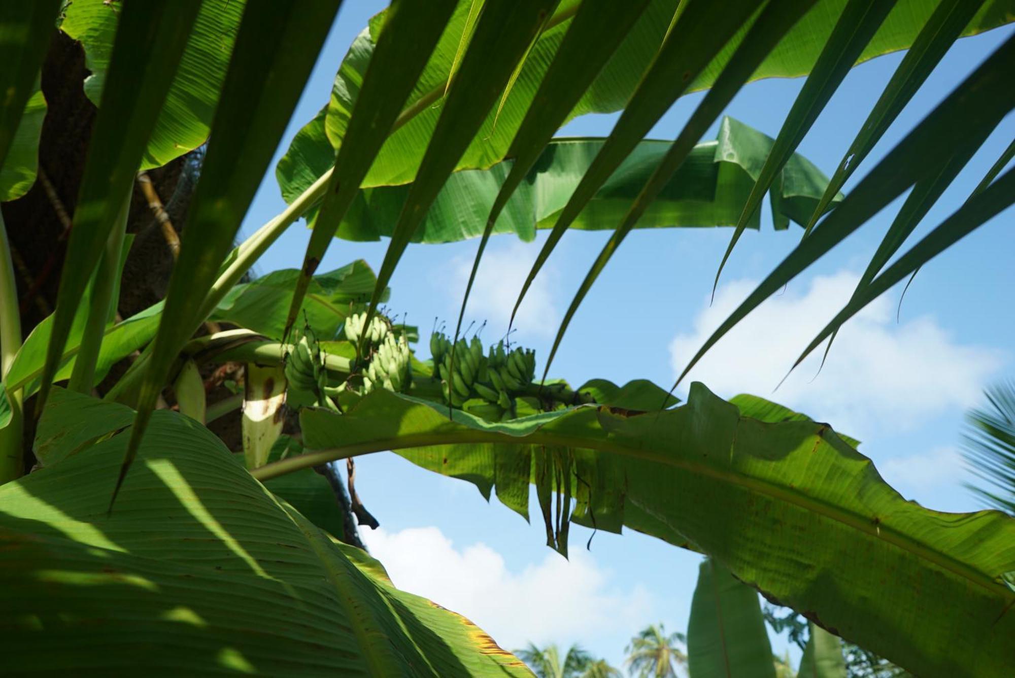 Red Coconut Villa Bentota Exterior photo